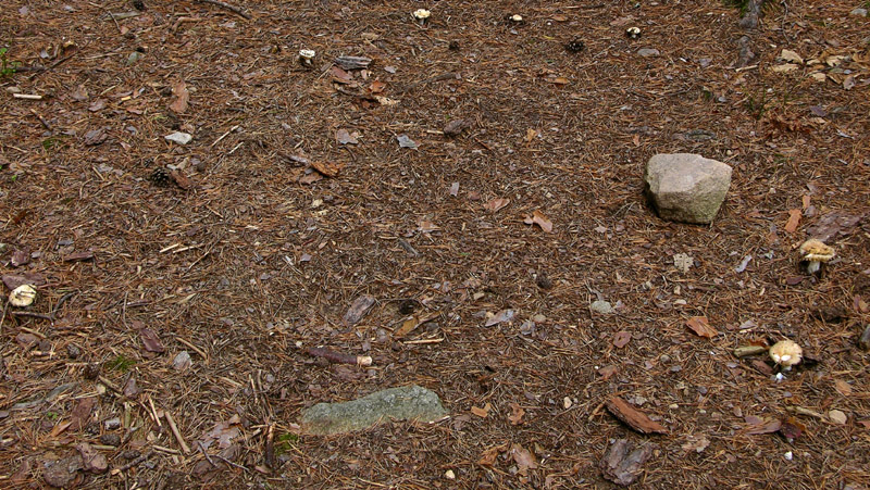 Russula sp.....e cerchio delle streghe...